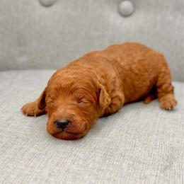Stevie - Red  female Goldendoodle puppy in Queen Creek, Arizona from Goldendoodle AZ