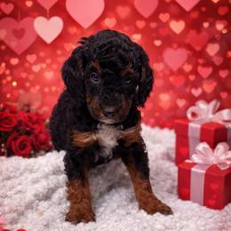 Neville Longbottom - Phantom male Poodle puppy in Godley, Texas from Godley Designer Doodles