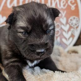 Oreo - Agouti and white male Siberian Husky puppy in Coshocton, Ohio from Wyant Farms