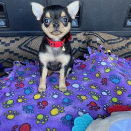 Chihuahua Puppies from Home Grown Chihuahuas From Iowa