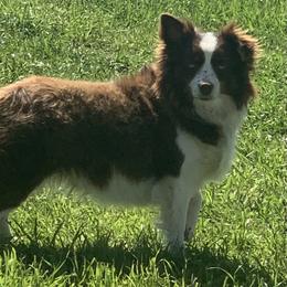 Gigi - Australian Shepherd
