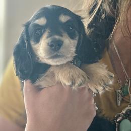 Black and cream girl3 - Black and cream female Dachshund puppy in Wickenburg, Arizona from Glossy Doxies
