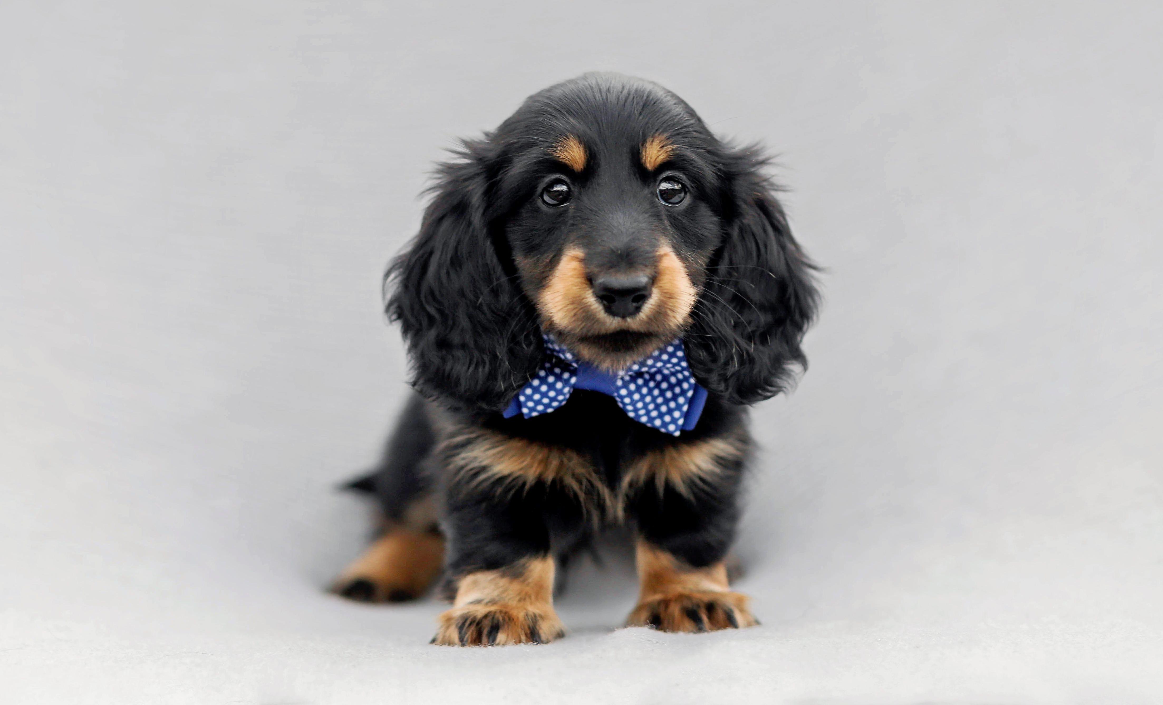 Black and tan longhaired dachshund puppy sits with a blue and white polka dotted bowtie. 