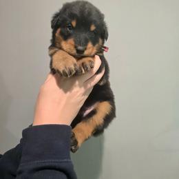 Red - Black and rust male Beauceron puppy in Batavia, New York from Oakland Beaucerons