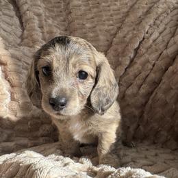 Sparkle - Brindle female Dachshund puppy in Fieldbrook, California from Honeydox Miniature Dachshunds