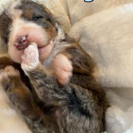 Royal - Merle male Bernedoodle puppy in Sherman, Illinois from Shirl Doodle Life