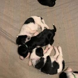 Goldendoodle, Golden Retriever, and Sheepadoodle Puppies from Guppy Puppies