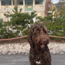 Bailey - Goldendoodle
