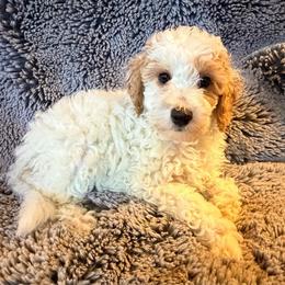 Boy 3 'Cooper' - Parti male Goldendoodle puppy in Kearneysville, West Virginia from Daydreamer