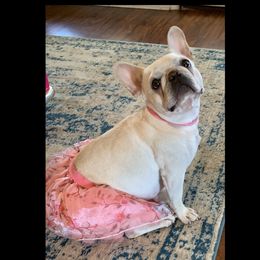 Sissy - French Bulldog