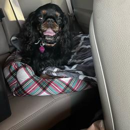 Beetle - English Toy Spaniel