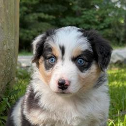 Titan - Blue merle male Australian Shepherd puppy in Irmo, South Carolina from Australian Shepherds of Triple S Farms