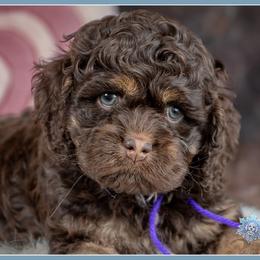 Raisen - Brown and tan female Cockapoo puppy in Connersville, Indiana from Deaz Doodle Ranch