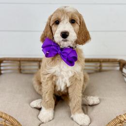 Hazelnut - Purple Collar - Apricot female Goldendoodle puppy in The Woodlands, Texas from Golden Fields Doodles