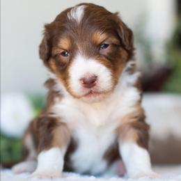 Aster - Red tri-color male Aussiedoodle puppy in Tonopah, Arizona from Kae's Kennels