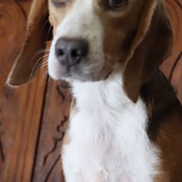 Peggy - Beagle