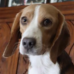 Peggy - Beagle