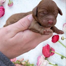 Girl 1 - Red female Cavapoo puppy in Coshocton, Ohio from Forever Family Puppies