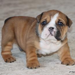 Chance - Red male Bulldog puppy in Winnsboro, Texas from JP Ranch Bulldogs