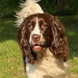 Ivy - English Springer Spaniel