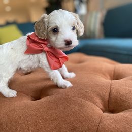 Havanese and Havapoo Puppies from Ladypawspuppies