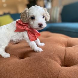 Havanese and Havapoo Puppies from Ladypawspuppies