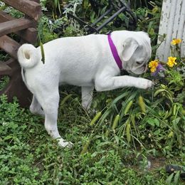 Opal - Pug