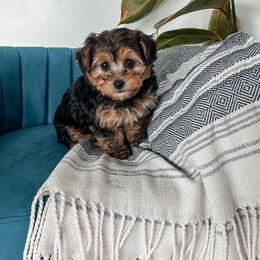 Bernedoodle, Cavapoo, Cavapoochon, Goldendoodle, Poodle, and Yorkipoo Puppies from Anchor Dogs