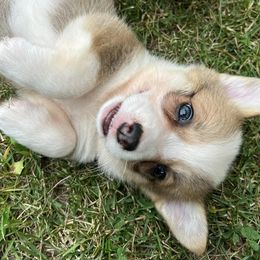 Bernedoodles and Pembroke Welsh Corgis from Standing Oaks Kennel
