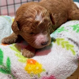 Knox - Red male Cavapoo puppy in Manlapan, New Jersey from Alyssa Xxweetdoodles