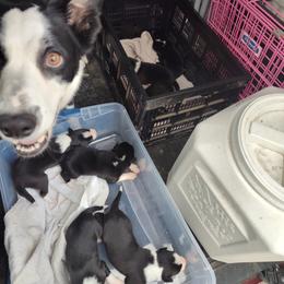 Border Collie Puppies from Karma Performance