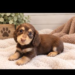 Mocha - Chocolate and cream male Dachshund puppy in Bakersfield, California from Pretty Dachshunds 661