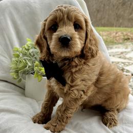 Benny - Red male Cockapoo puppy in Lucas, Ohio from Willow Lane Puppy