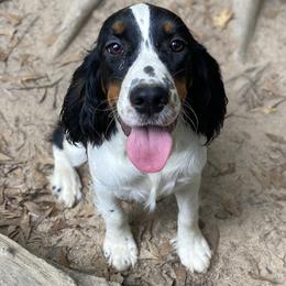 Malibu - English Springer Spaniel