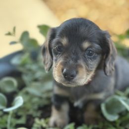 John Henry (AKC) - Dapple male Dachshund puppy in Marshfield, Missouri from Hilltop Kennel LLC
