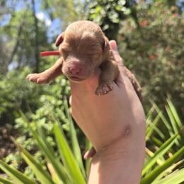 Raspberry - Red  female Goldendoodle puppy in Gainesville, Florida from Alyssa Xxweetdoodles
