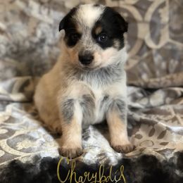 Australian Cattle Dog Puppies from Intermountain Australian Cattle Dogs