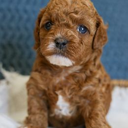 Bernedoodle and Cavapoo Puppies from Little Diamond Doodles