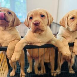 Sprout-Red Collar - Yellow male Labrador Retriever puppy in Penn Valley, California from Pleasant Valley Creekside Ranch, LLC