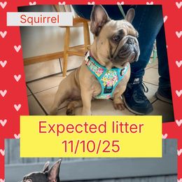 French Bulldog puppies from Frenchie Bulldog Kisses