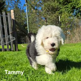 Tammy - Gray and white female Old English Sheepdog puppy in Sutherlin, Oregon from Sapphire Eyes Sheepdogs