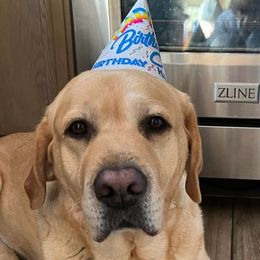 Labrador Retriever All Grown Up from Judy Sarao's Labs