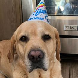 Labrador Retriever All Grown Up from Judy Sarao's Labs