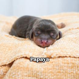 Papaya - Chocolate female Cavalier King Charles Spaniel puppy in Nampa, Idaho from Heart Mountain Cavaliers & Floating Feathers Kennel