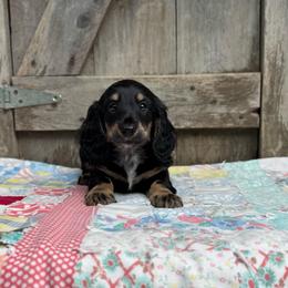 Jet - Black and cream male Dachshund puppy in Squires, Missouri from Hudson’s Hounds