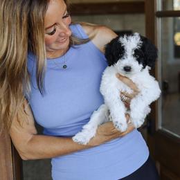 Winton - Black and white male Bernedoodle puppy in Yuba City, California from Ranch House Doodles