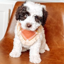Blush - Chocolate female Australian Labradoodle puppy in Decatur, Alabama from Southern Meadows Doodles