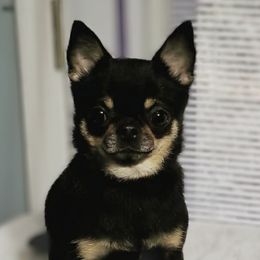 Arrow - Chihuahua