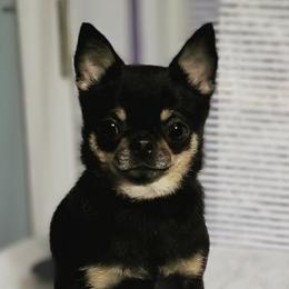 Arrow - Chihuahua