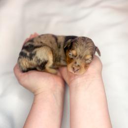 Bitsy - Red merle female Aussiedoodle puppy in Orleans, Indiana from Mae Blossom Puppies